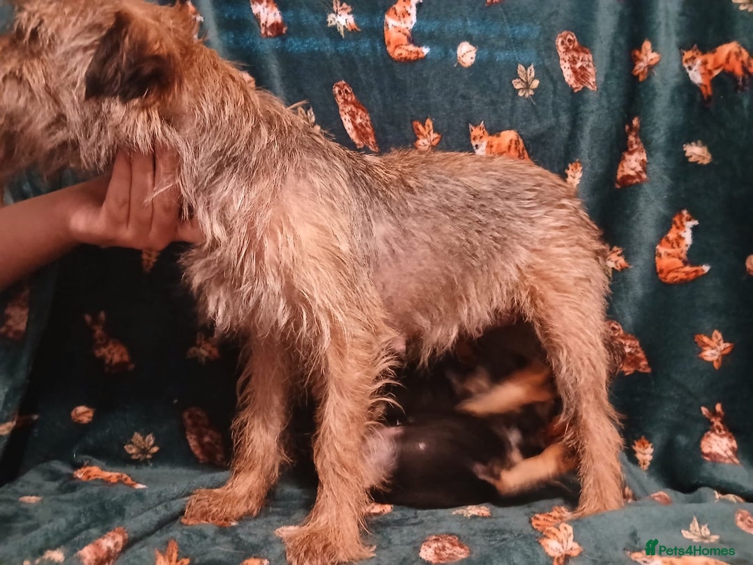 Border Terrier dogs for sale: Black and tan chunky border terrier puppys - Image 8