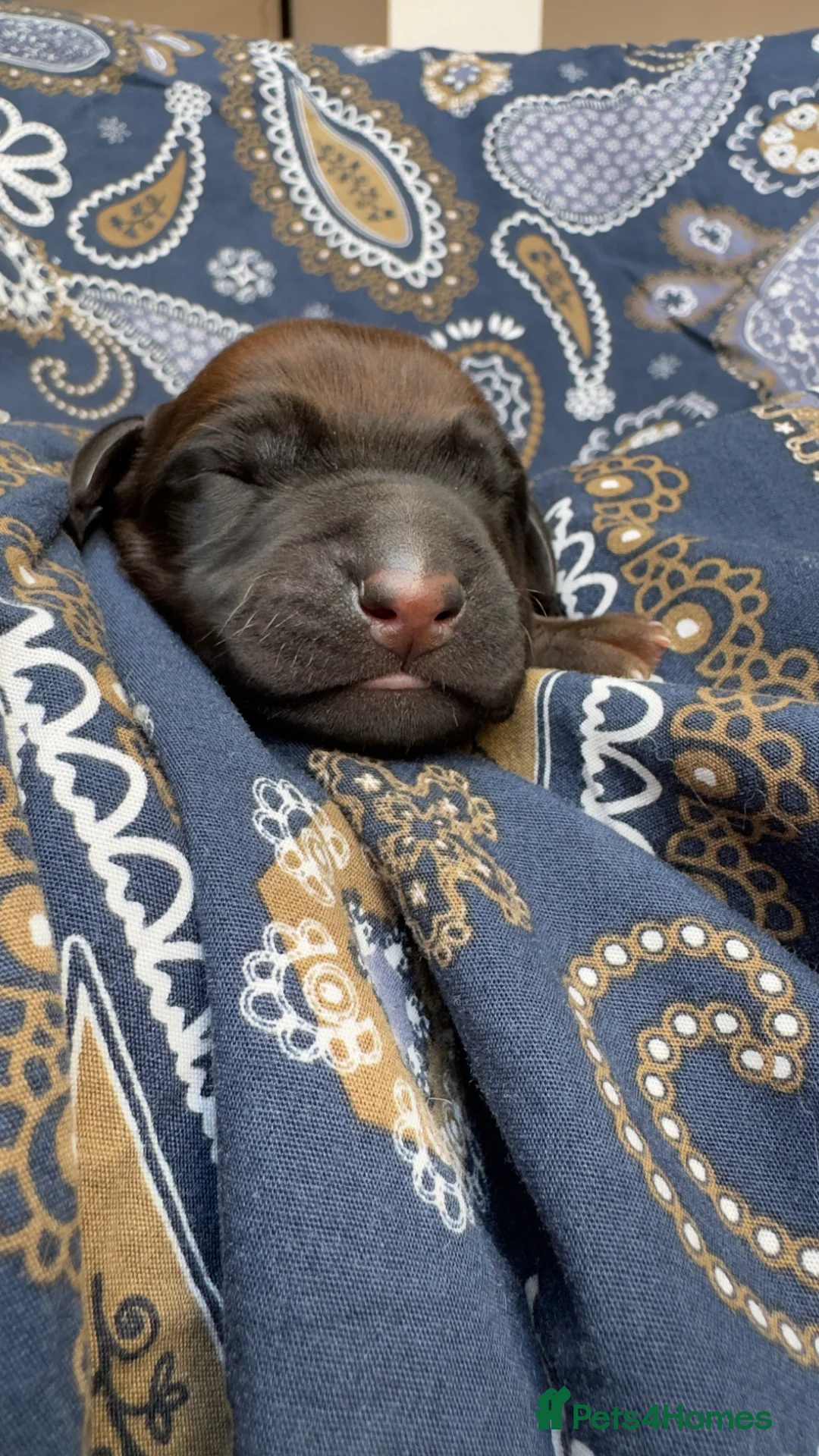 Rhodesian Ridgeback dogs for sale: Rhodesian Ridgeback  in Sale - Advert 2