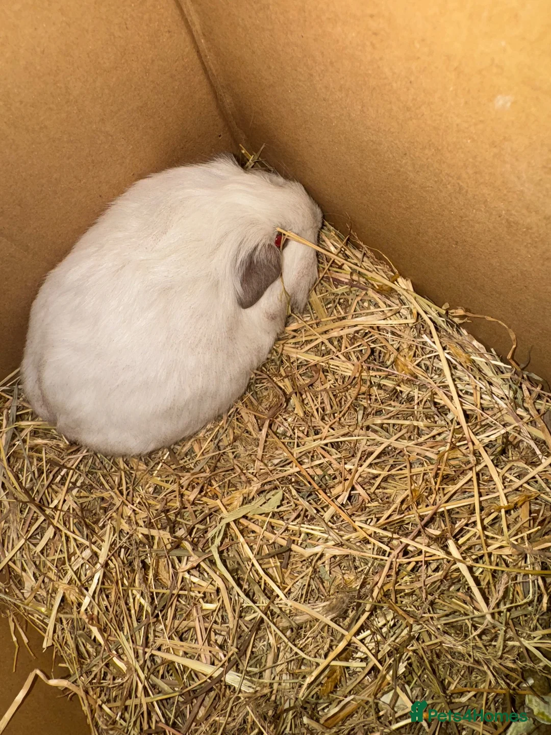 Guinea Pig rodents for sale: Female guinea pigs for sale super friendly - Advert 2