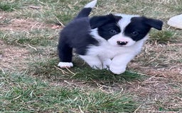 Border Collie dogs for sale: Kennel Club Border Collie Puppies For Sale - Image 12