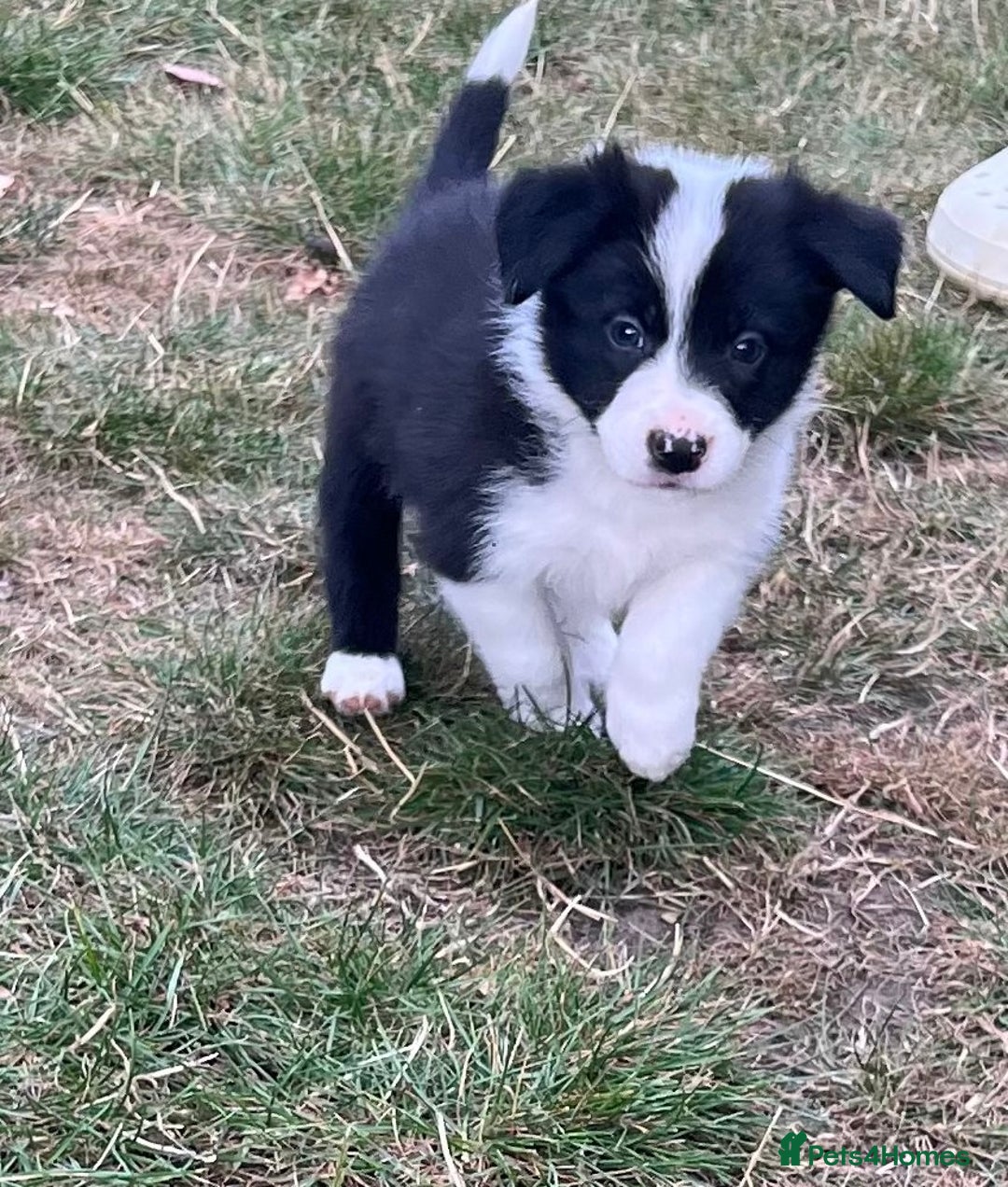 Border Collie dogs for sale: Kennel Club Border Collie Puppies For Sale - Image 12