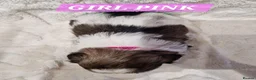 Shih Tzu dogs for sale: Pure bred shih tzu puppies in Cardiff - Advert 11