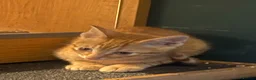 Domestic Shorthair cats for sale: Kittens for sale - Advert 7
