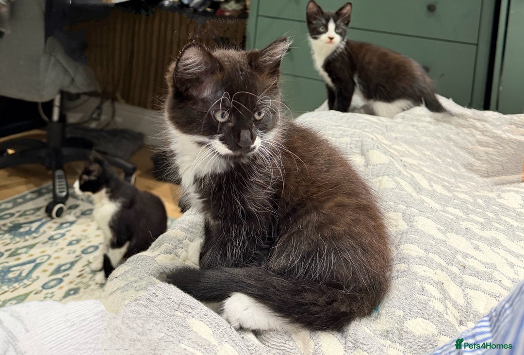 Mixed Breed cats for sale: 2 female an one male - Image 1