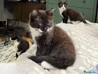 Mixed Breed cats - Advert 4