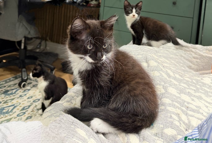 Mixed Breed cats - Advert 3