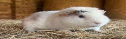 Guinea Pig rodents for sale: Sweetest male guinea  - Advert 1