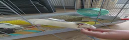 Rat rodents for sale: 2 male rats in Thetford - Advert 3