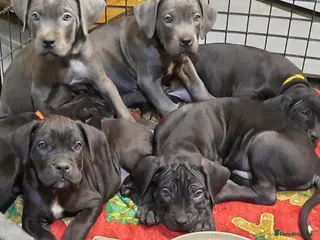 Cane Corso dogs Cane Corso puppies Ready to leave! - Advert 6