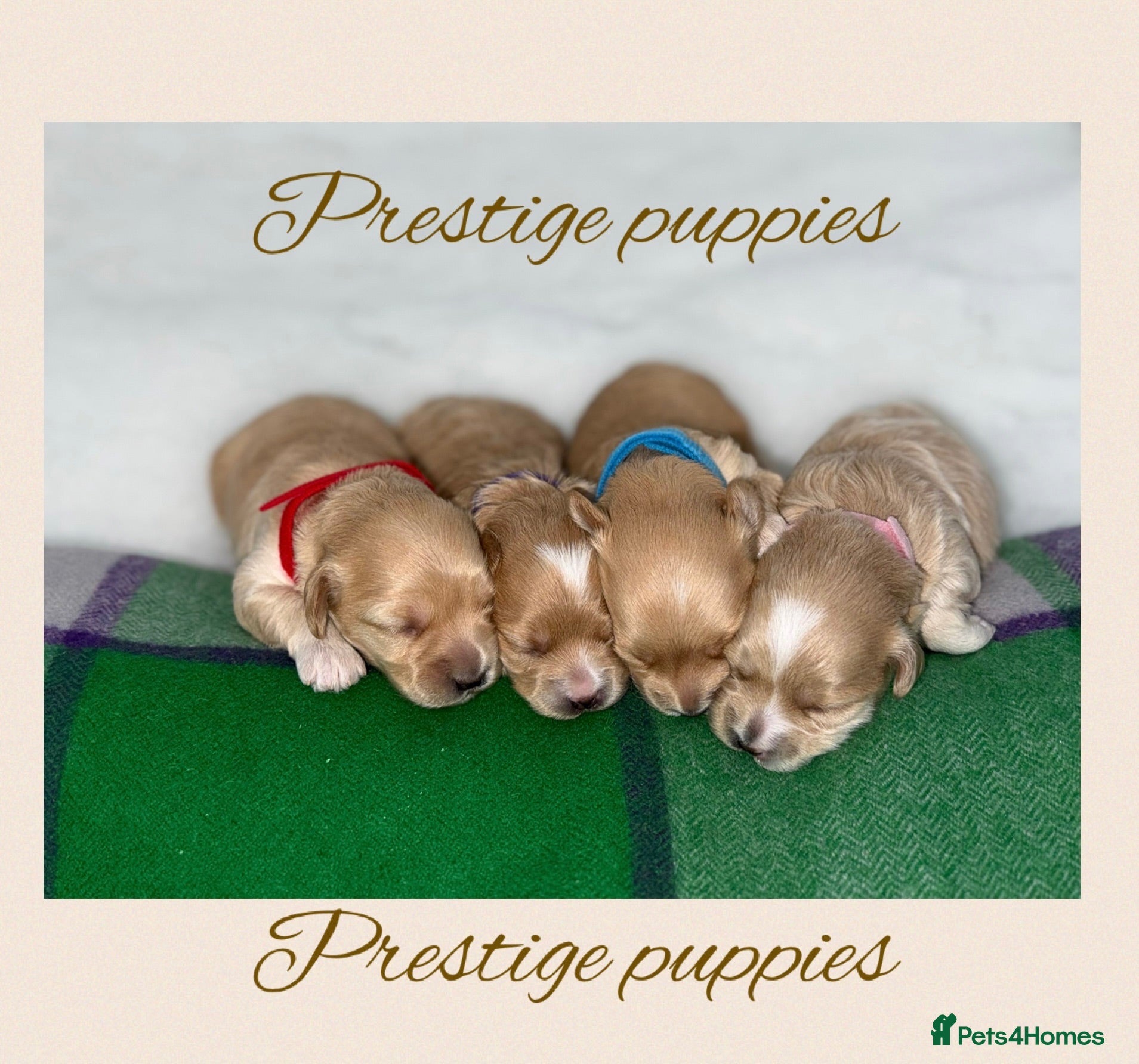 Maltipoo dogs Tiny prestige champion Asian Russian Maltipoos💜 - Advert 1