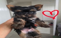 Yorkshire Terrier dogs for sale: Tiny gorgeous baby boys - Image 20