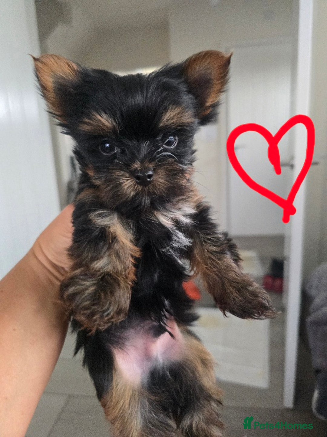 Yorkshire Terrier dogs for sale: Tiny gorgeous baby boys - Image 20