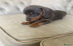 Miniature Dachshund dogs for sale: Miniture dachshund puppies - Image 27