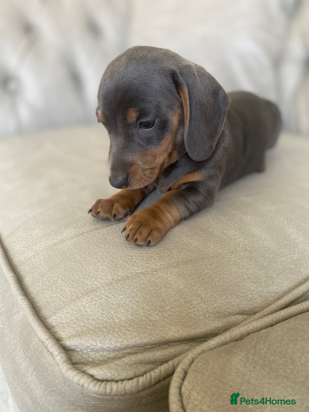 Miniature Dachshund dogs for sale: Miniture dachshund puppies - Image 27