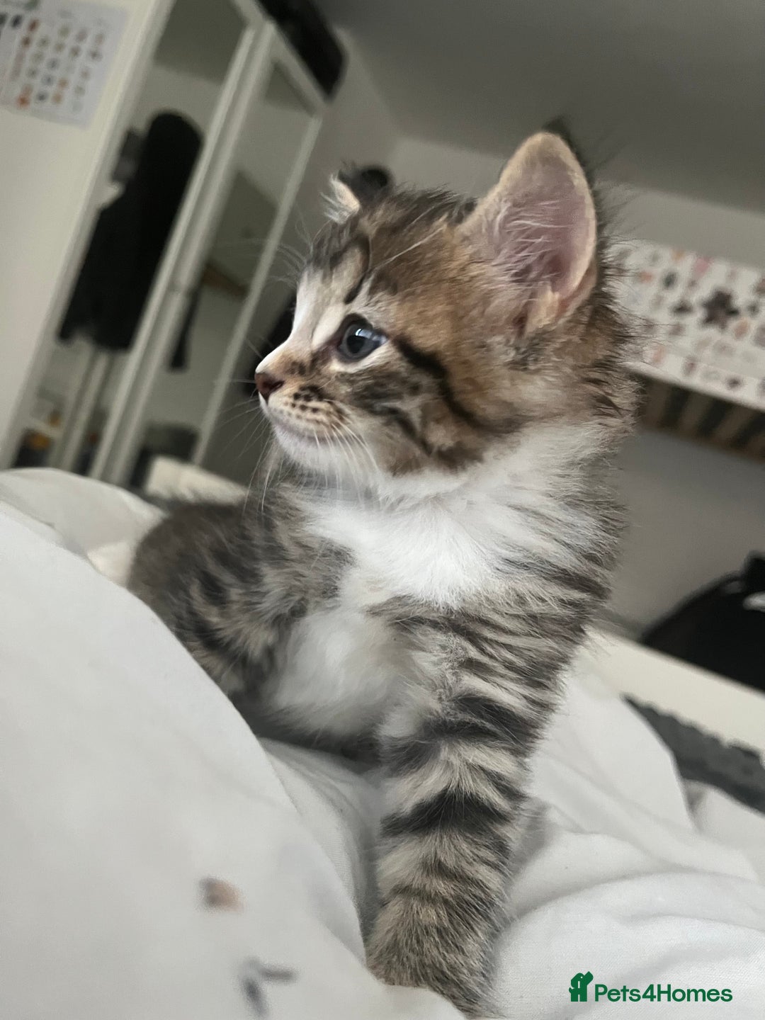 Mixed Breed cats for sale: 3 Healthy, Playful Kittens  - Image 18