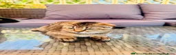 Scottish Fold cats for sale: ✨Kittens looking for forever home ✨ - Advert 27