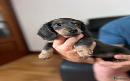 Dachshund dogs for sale: 4 Beautiful miniture dachshunds  - Image 7