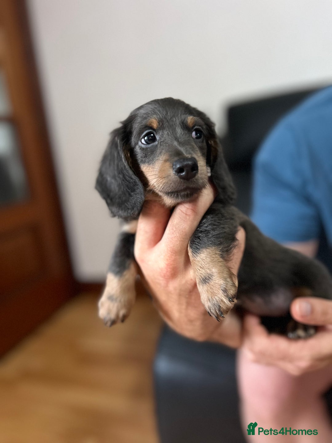 Dachshund dogs for sale: 4 Beautiful miniture dachshunds  - Image 7