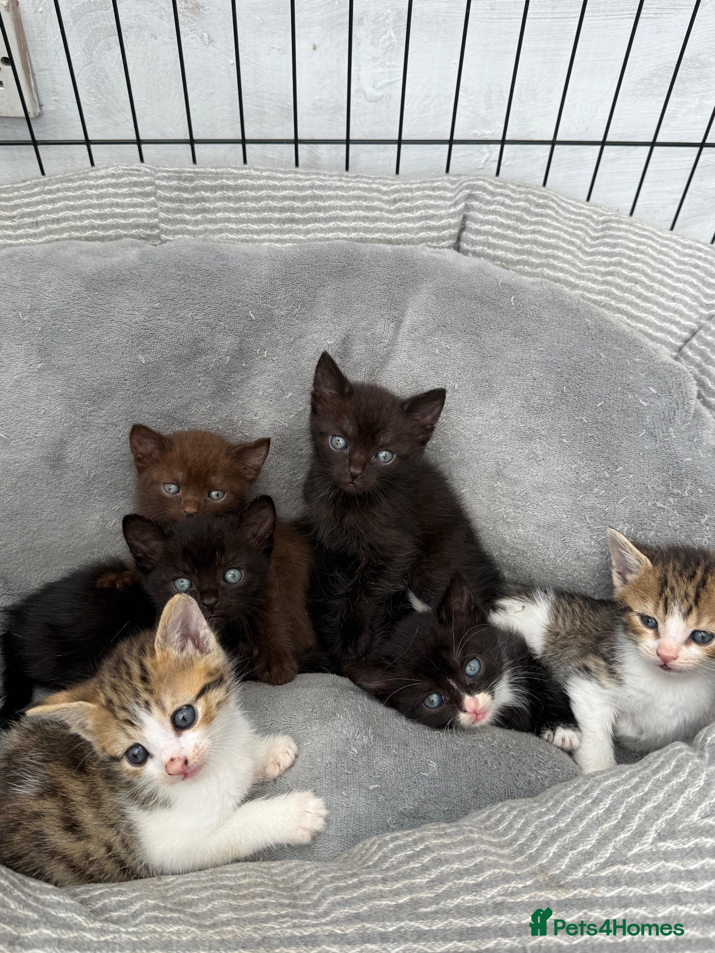 Bengal cats BRITISH SHORT HAIR X BENGAL  - Advert 2