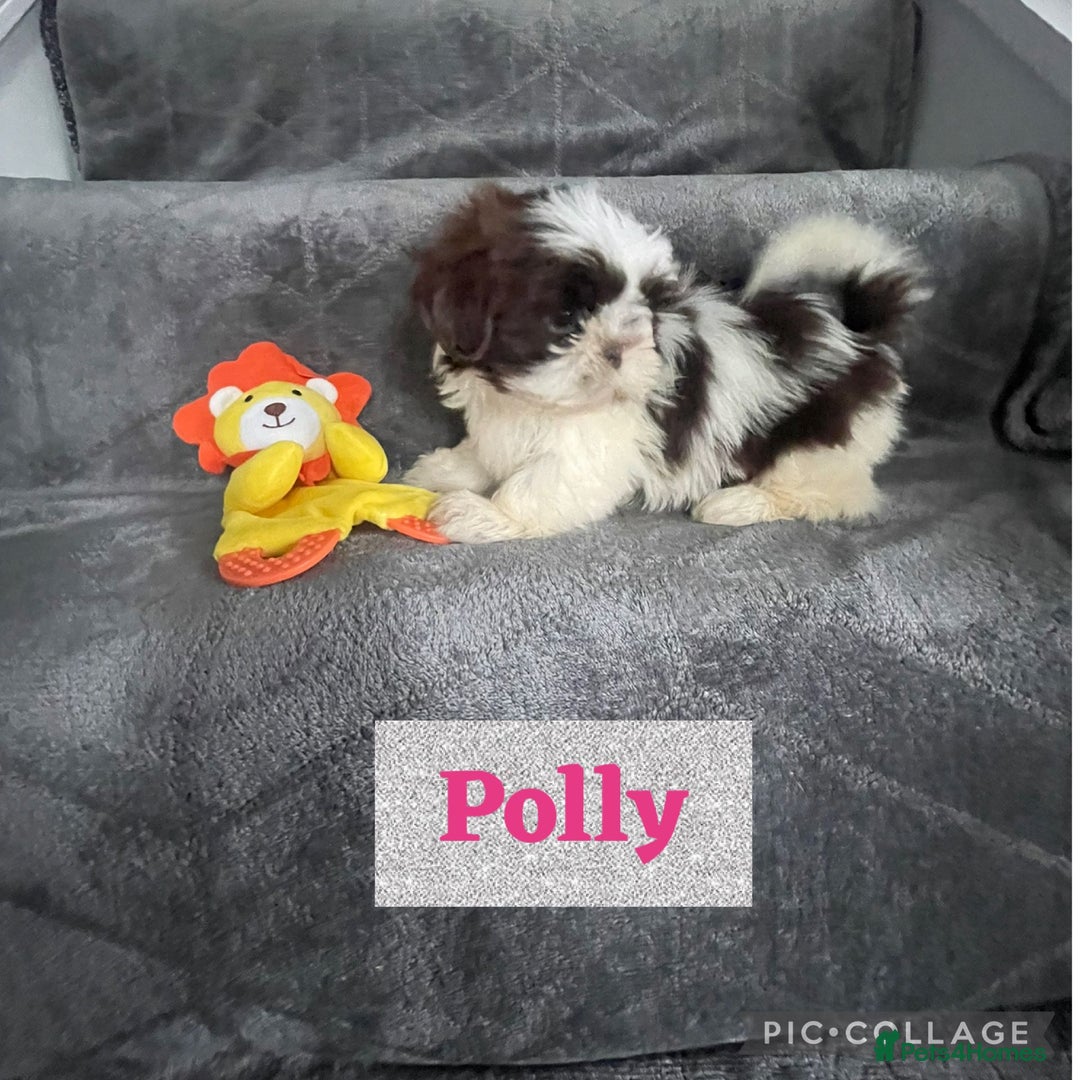 Shih Tzu dogs for sale: Imperial shih tzu pups  - Image 3