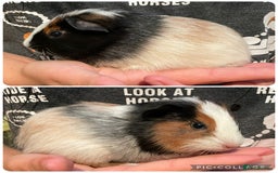 Guinea Pig rodents for sale: Baby boar guinea pigs UPDATED 27/09 - Image 2