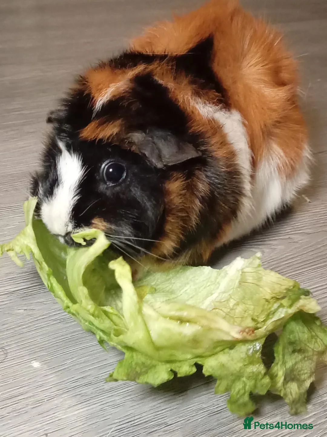 Guinea Pig rodents for sale: Female guinea pig in London - Advert 1