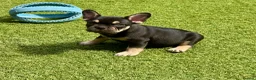 French Bulldog dogs for sale: Outstanding French Bulldog puppies  - Advert 15