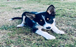 Border Collie dogs for sale: Collie puppies - Image 1