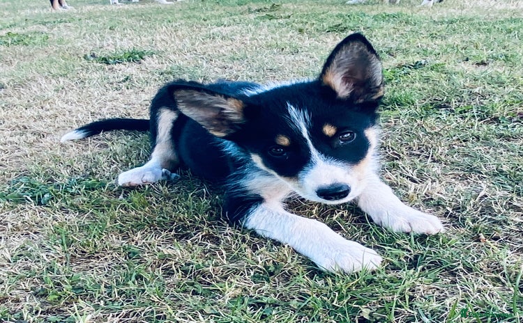 Border Collie dogs - Advert 1