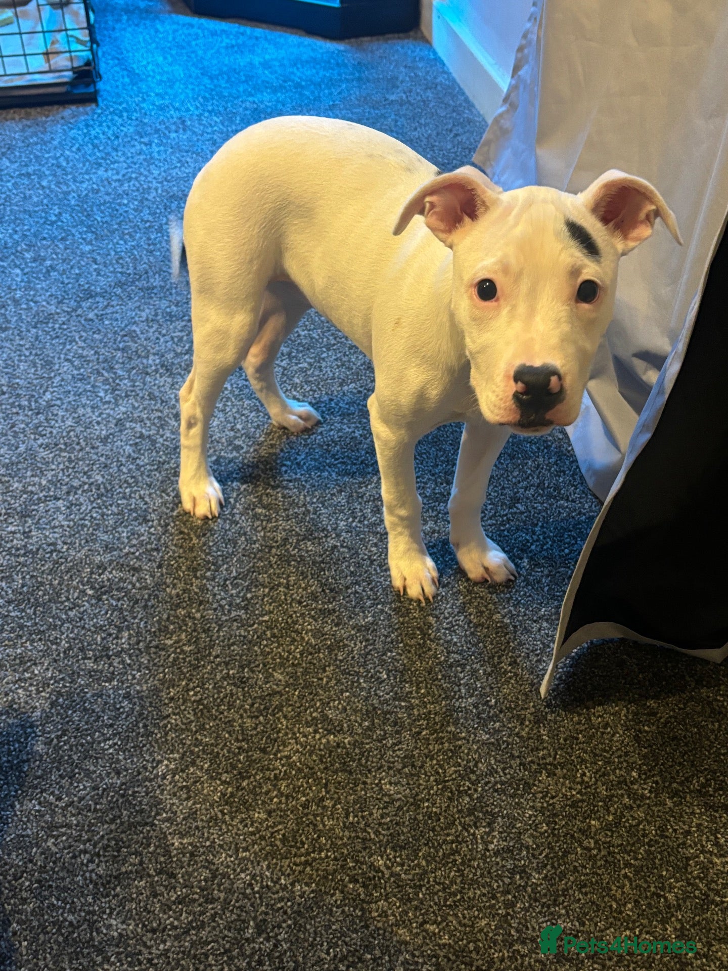 Mixed Breed dogs Gorgeous little girl  - Advert 1