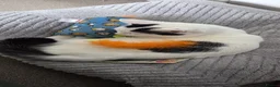 Mixed Breed cats for sale: 1 year old male kitten for sale  - Advert 3