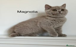 British Shorthair cats for sale: Ready🏡British Shorthair Chuky Kittens - Image 26