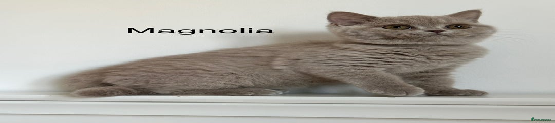 British Shorthair Kitten 9