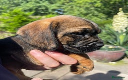Mixed Breed dogs for sale: ❤️Beautiful Border Terrier cross puppies for sale. - Image 3