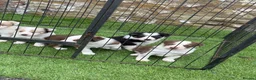 Border Collie dogs for sale: DNA CLEAR BORDER COLLIES  - Advert 4