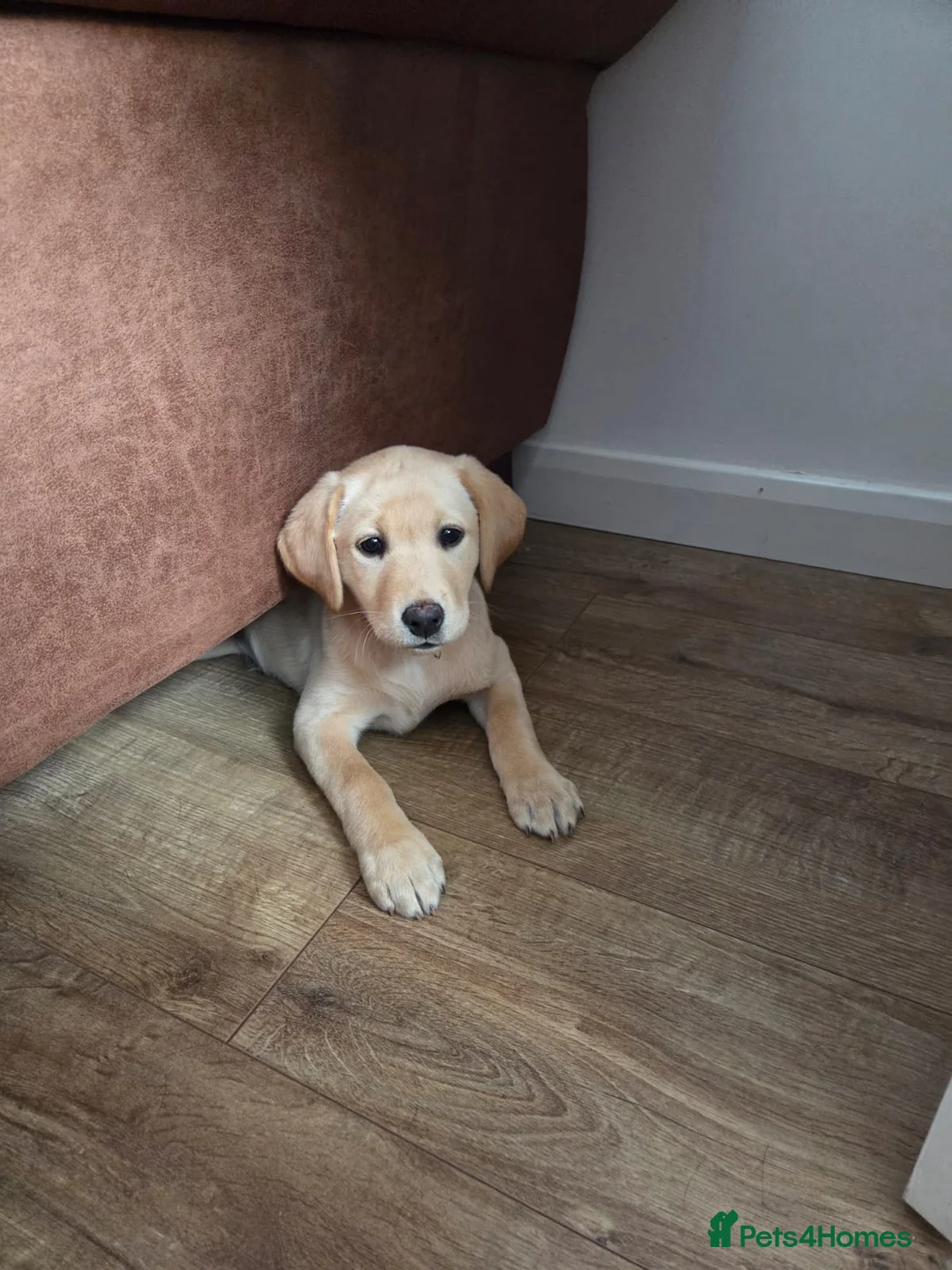 Labrador Retriever dogs for sale: Beautiful Labrador puppy  - Advert 2