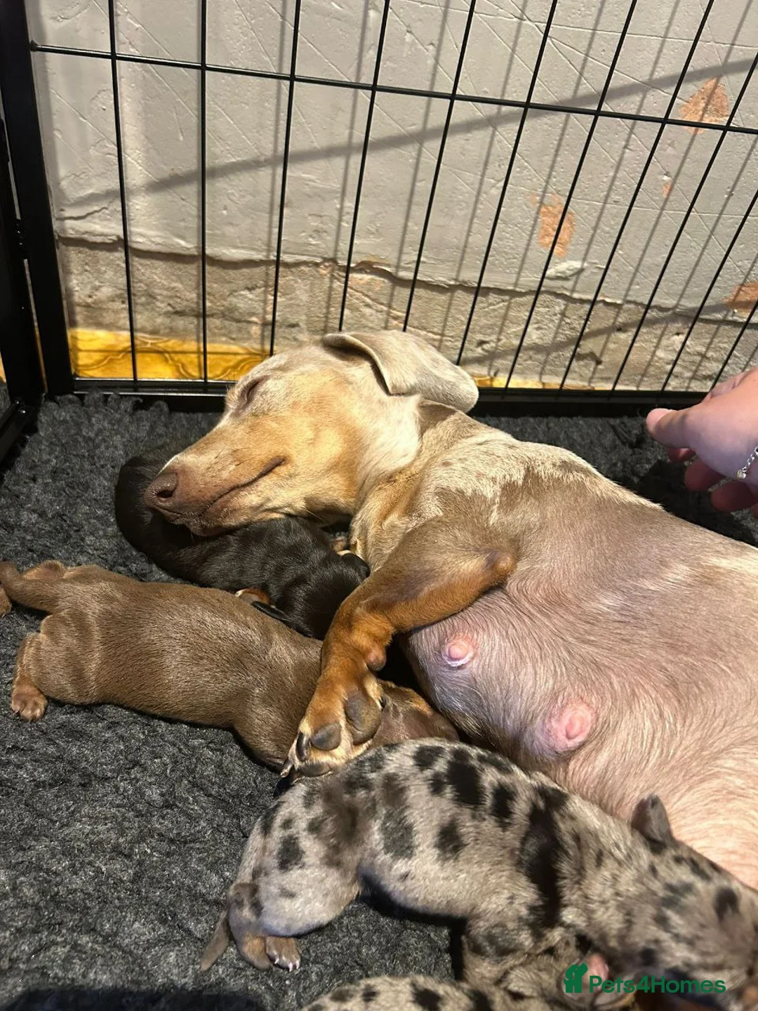 Dachshund dogs for sale: Beautiful Miniature Dachshund Puppies - Advert 7