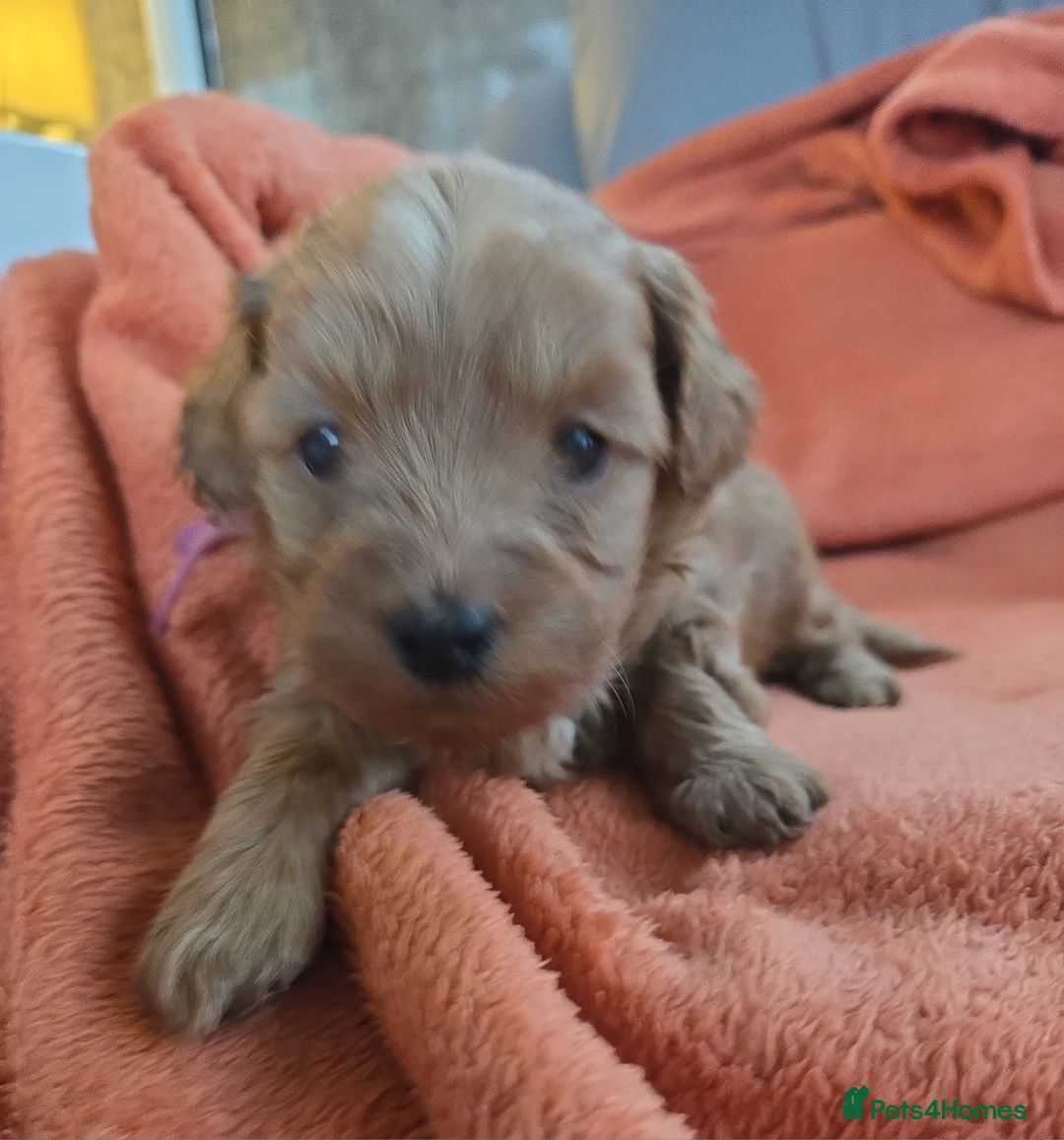 Mixed Breed dogs for sale: Beautiful Health Tested Poochon Cross Puppies  - Advert 31