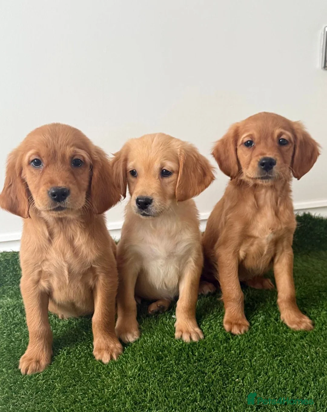 Golden Retriever dogs for sale: READY NOW KC Puppies With Health Tested Parents in Middlesbrough - Advert 1