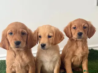 Golden Retriever dogs READY NOW KC Puppies With Health Tested Parents - Advert 13