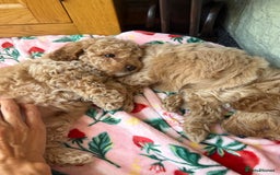 Cavapoo dogs for sale: Extensively Health Tested Apricot Cavapoo pups - Image 14