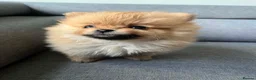 Pomeranian dogs for stud: GUCCI STUD - Advert 3