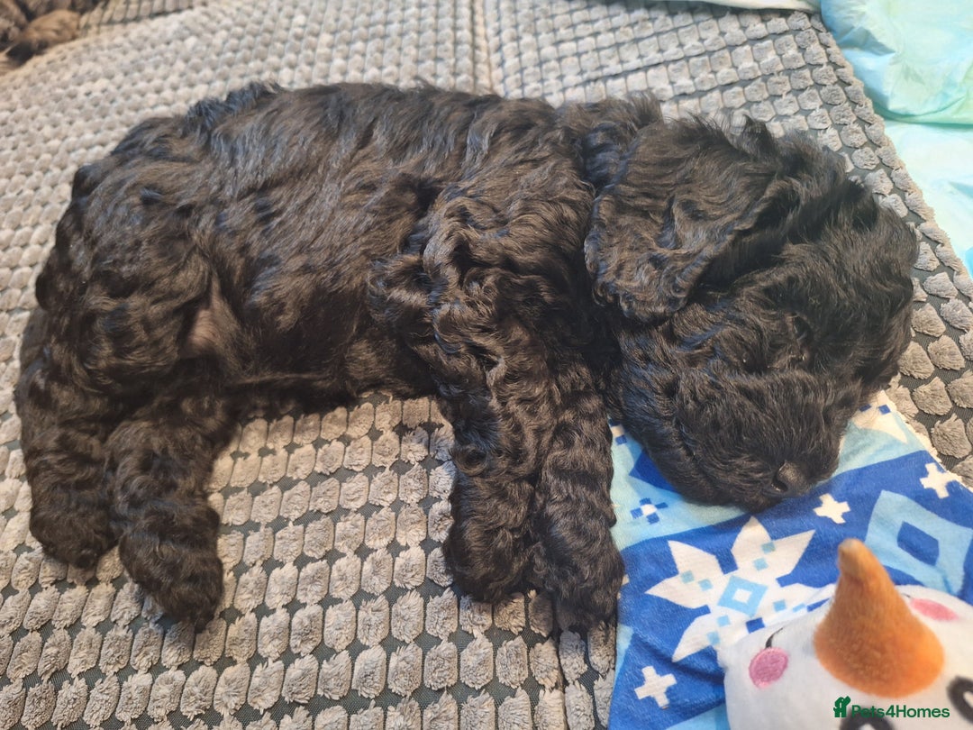 Sproodle dogs for sale: Sproodle Merle puppies  - Advert 20