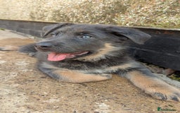 German Shepherd dogs for sale: German shepherd girl BLUE/TAN  in Rugby - Image 8