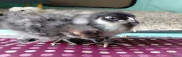 Chickens poultry for sale: Bantam Orpington Chicks - Advert 1