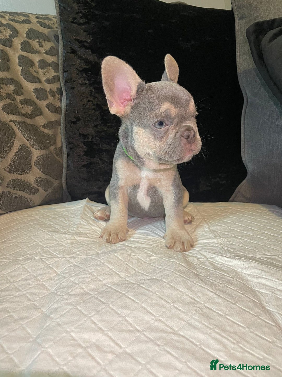 French Bulldog dogs for sale: Kc Reg Micro frenchies for sale - Image 2