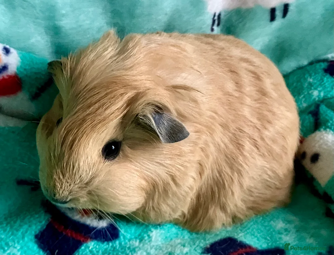 Guinea Pig rodents for sale: Boar and Son pair - Advert 8