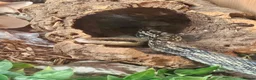 Rat Snake reptiles for sale: Female and male Vietnamese blue beauty rat snakes in Abertillery - Advert 3