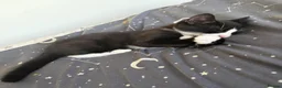 Domestic Shorthair cats for sale: Ready to now home  - Advert 19