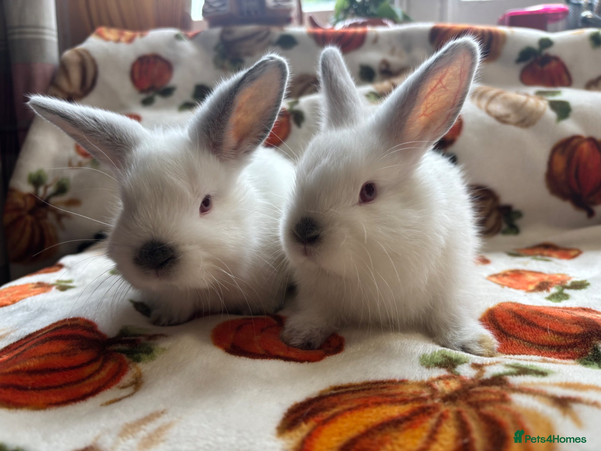 Mixed Breed rabbits 2 Mini Rex bucks  ready to leave   - Advert 20